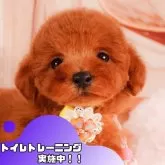 トイプードル(トイ)【静岡県・女の子・2025年3月22日・レッド】の写真1「沢山の子犬画像や当犬舎の情報を掲載しています💖是非、見てください🎶」