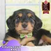 ミニチュアダックスフンド(ロング)【静岡県・男の子・2025年7月2日・ブラックタン】の写真1「沢山の子犬画像や当犬舎の情報を掲載しています💖是非、見てください🎶」
