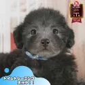 トイプードル(トイ)