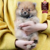 ポメラニアン