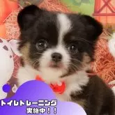チワワ(ロング)