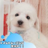 トイプードル