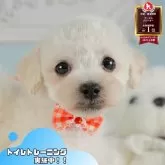 タイニープードル