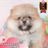 ポメラニアン