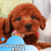 トイプードル(トイ)