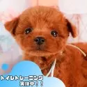 タイニープードル