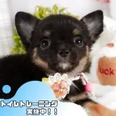 チワワ(ロング)