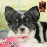 チワワ(ロング)