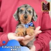 ミニチュアダックスフンド(ロング)【静岡県・男の子・2025年10月18日・シルバーダップル】の写真1「沢山の子犬画像や当犬舎の情報を掲載しています💖是非、見てください🎶」