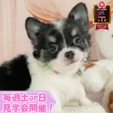 チワワ(ロング)