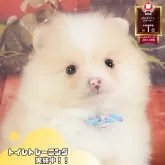 ポメラニアン