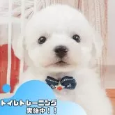 ビションフリーゼ