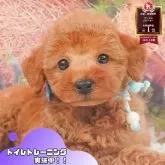 トイプードル(トイ)
