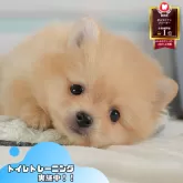 ポメラニアン