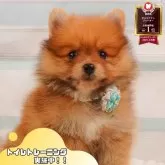 ポメラニアン