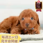 トイプードル(トイ)