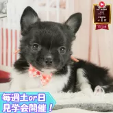 チワワ(ロング)