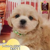ペキプー(ペキニーズ×トイプードル)