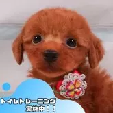 トイプードル(トイ)