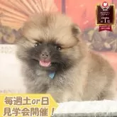 ポメラニアン