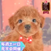 トイプードル(トイ)