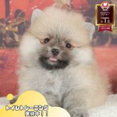 ポメラニアン