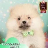 ポメラニアン