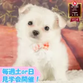 チワワ(ロング)