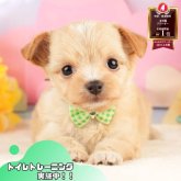 チワプー(チワワ×トイプードル)