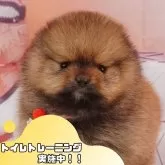 ポメラニアン【静岡県・男の子・2025年4月1日・オレンジセーブル】の写真1「沢山の子犬画像や当犬舎の情報を掲載しています💖是非、見てください🎶」