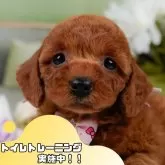 コッカープープー(コッカープー×プードル)【静岡県・女の子・2025年3月26日・レッド】の写真1「沢山の子犬画像や当犬舎の情報を掲載しています💖是非、見てください🎶」