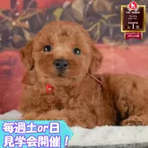 トイプードル(トイ)