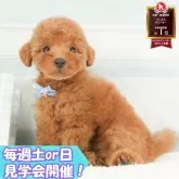 トイプードル(トイ)