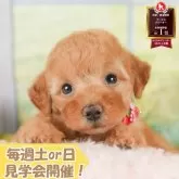 トイプードル(トイ)