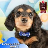 ミニチュアダックスフンド(ロング)