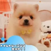 ポメラニアン【静岡県・女の子・2025年4月5日・クリーム】の写真1「沢山の子犬画像や当犬舎の情報を掲載しています💖是非、見てください🎶」