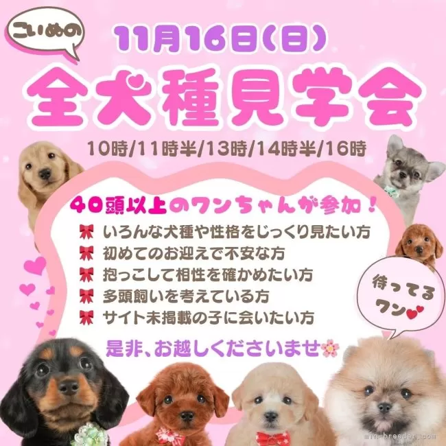 ポメラニアン【静岡県・男の子・2025年7月13日・ウルフセーブル】🐶11