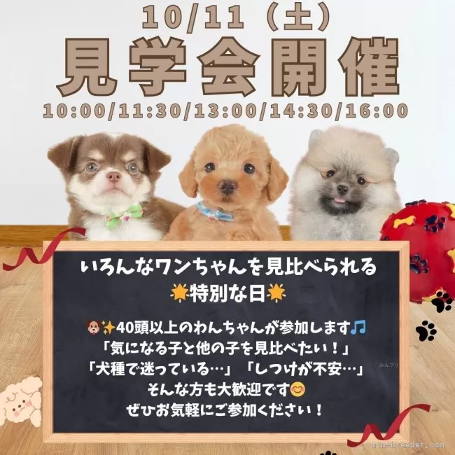 ポメマル(マルチーズ×ポメラニアン)【静岡県・男の子・2025年4月