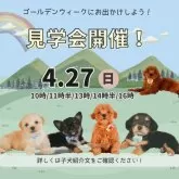 ビションプープー(トイプードル×ビションプー)【静岡県・女の子・2025年1月9日・クリーム】の写真2「見学会開催🎉可愛いワンちゃんたちが待ってます💕」