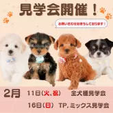 ポメプー(ポメラニアン×トイプードル)【静岡県・男の子・2024年11月13日・レッド】の写真2「2/11(火)、16(日)見学会開催🎉」