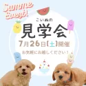 ポメラニアン【静岡県・男の子・2025年4月10日・オレンジ】の写真2「お迎えデビューはこの夏が最適♪運命の子に出会えるかも…💓」