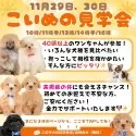トイプードル(トイ)【静岡県・男の子・2025年8月25日・アプリコット】の写真2「⛄️🐾 この冬、最高の出会いを｜11/29・30見学会開催🎀」