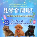マルプー(マルチーズ×トイプードル)【静岡県・女の子・2025年3月4日・アプリコット】の写真2「7/6開催🐾七夕前、運命のわんちゃんと出会える日✨」