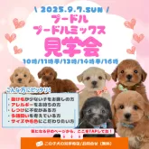 トイプードル(トイ)【静岡県・男の子・2025年7月3日・シルバー】の写真2「30頭以上大集合！未掲載の子も参加する特別見学会🐶💕」