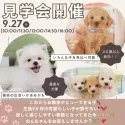 ポメラニアン【静岡県・男の子・2025年6月9日・クリームセーブル】の写真2「涼しい季節にぴったり🍂9/27(土)子犬見学会で新しい家族探し🐕💞」