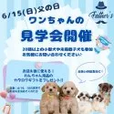 トイプードル(トイ)【静岡県・女の子・2025年3月9日・アプリコット】の写真2「【6/15(日)見学会開催】“出会いの記念日”をつくるチャンス✨」