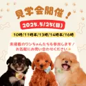 マルプー(マルチーズ×トイプードル)【静岡県・女の子・2025年3月27日・アプリコット】の写真2「🍃5/25(日)わんちゃん見学会開催人気犬種勢ぞろいのパピーフェスタ開催！🐾」