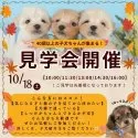 ポメラニアン【静岡県・男の子・2025年7月13日・ウルフセーブル】の写真2「10/18(土)開催🍁 秋はお迎えベストシーズン！小型犬見学会🐶」