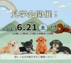 タイニープードル【静岡県・女の子・2025年3月2日・レッド】の写真2「【迷ったら6/21！まずは見学に来てみてください☺️」