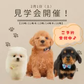 ポメプー(ポメラニアン×トイプードル)【静岡県・女の子・2024年11月13日・オレンジ】の写真2「2/1(土)見学会開催🎉」